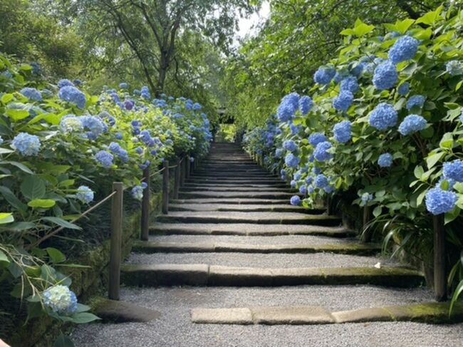 2021年の紫陽花の開花が例年より約10日も早いと聞き、天気の良い日を選んで鎌倉の紫陽花めぐりに出かけました。<br /><br />【天気・服装】晴れ、最高気温24℃で半袖と羽織りものでちょうど良かったです。<br /><br />【費用】5,000円(拝観料、ランチ、カフェ)<br /><br />【ルート】JR北鎌倉駅→明月院→浄智寺→東慶寺→ランチ→長谷寺→光則寺→御霊神社→成就院→極楽寺→江ノ電・極楽寺駅→JR鎌倉駅