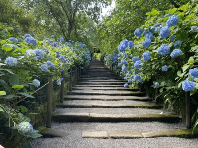 2021年の紫陽花の開花が例年より約10日も早いと聞き、天気の良い日を選んで鎌倉の紫陽花めぐりに出かけました。<br /><br />【天気・服装】晴れ、最高気温24℃で半袖と羽織りものでちょうど良かったです。<br /><br />【費用】5,000円（拝観料、ランチ、カフェ）<br /><br />【ルート】JR北鎌倉駅→明月院→浄智寺→東慶寺→ランチ→長谷寺→光則寺→御霊神社→成就院→極楽寺→江ノ電・極楽寺駅→JR鎌倉駅