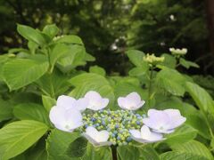 戸定が丘歴史公園の紫陽花☆ブーランジェリー・ラ・マシア ☆2021/06/02