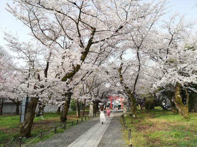 「市バスで京都を歩く」シリーズ。京都市の数多い路線バスでこれまた数多い見どころやグルメをレポートします。<br />※仕事の合間を縫って作成しているため、記事や写真は複数日にまたがっている場合があります。ご了承ください。<br /><br />★京都市を走る路線バス<br />（１）京都市営バス<br />最も主要な京都市内の交通機関。運賃230円均一の「均一系統路線」（系統番号が青地に白字で表示される。観光地を循環する100番台の楽バスも含む）、元京都市電の路線を引き継いだ「循環系統路線」（系統番号が橙地に白字で表示。201～208までのバス）、均一区間の外側を走り運賃が段階的に変わる「調整系統路線」（系統番号が白地に黒字で表示）などが運行される。<br />（２）京都バス<br />主に大原・貴船・鞍馬方面と嵐山・苔寺方面へ運行。市バスが運行されていないエリアをカバー。観光地が多いので年中混んでいる。<br />（３）京阪バス<br />主に京阪電鉄沿線で運行されている。京都市では山科区醍醐方面を網羅している。<br />（４）ＪＲバス<br />ＪＲが経営するバス路線。京都駅と高尾･周山を結ぶ路線がある。<br />（５）京阪京都交通<br />京都府南丹地区、向日市などで運行されており、京都駅と西京区を結ぶ路線がある。<br />（６）阪急バス<br />主に阪急沿線で運行されている。京都市では向日市と洛西ニュータウンを結ぶ路線がある。<br />（７）その他<br />プリンセスライン、ヤサカバス、京都らくなんエクスプレス、近鉄バス、京北ふるさとバスなどがエリア限定で運行されている。<br /><br />★路線バスで京都を歩く<br /><br />市バス京都岡崎ループ号系統で、疎水記念館＆インクライン＆知恩院<br />https://4travel.jp/travelogue/11585374<br />市バス3号系統で、壬生寺&amp;仙堂御所＆北白川仕伏町<br />https://4travel.jp/travelogue/11541933<br />市バス4号系統で、北山＆IN THE GREEN＆深泥池＆上賀茂神社＆大田神社のカキツバタ<br />https://4travel.jp/travelogue/11535778<br />市バス8号系統で高雄・高山寺<br />https://4travel.jp/travelogue/11581199<br />市バス11号系統で、車折神社<br />https://4travel.jp/travelogue/11634309<br />市バス16＆18号系統で、東寺＆西寺跡＆羅生門跡<br />https://4travel.jp/travelogue/11638694<br />市バス29号系統で、鈴虫寺＆松尾大社<br />https://4travel.jp/travelogue/11584666<br />市バス33号系統で、桂離宮<br />https://4travel.jp/travelogue/11540307<br />市バス46号系統で、今宮神社＆あぶり餅<br />https://4travel.jp/travelogue/11538678<br />市バス59号系統で、龍安寺＆仁和寺<br />https://4travel.jp/travelogue/11634160<br />市バス69号＆西8号系統で、京都市洛西竹林公園＆ラクセーヌ<br />https://4travel.jp/travelogue/11583529<br />市バス88＆58号系統で、梅小路公園＆京都鉄道博物館<br />https://4travel.jp/travelogue/11586138<br />市バス93号系統で、嵐山＆嵯峨野竹林＆野宮神社＆天龍寺　<br />https://4travel.jp/travelogue/11633125<br />市バス急行100＆102号系統で、銀閣寺＆哲学の道<br />https://4travel.jp/travelogue/11634279<br />市バス急行101号で、二条城<br />https://4travel.jp/travelogue/11635036<br />市バス204号系統で、哲学の道＆南禅寺＆インクライン＆平野神社で桜<br />https://4travel.jp/travelogue/11695511<br />市バス206号系統で、清水寺＆三年坂＆八坂神社<br />https://4travel.jp/travelogue/11633865<br />市バス207号系統で、イノダコーヒー本店＆京野菜賀茂<br />https://4travel.jp/travelogue/11639701<br />市バス北8号系統で、修学院離宮&amp;妙法＆北山ル・アンジェ教会<br />https://4travel.jp/travelogue/11541367<br />市バス南1号系統で、城南宮＆パルスプラザ<br />https://4travel.jp/travelogue/11582535<br />市バス南2号系統で、運転免許試験場＆長岡天満宮＆京都ブルワリー<br />https://4travel.jp/travelogue/11629335<br />市バス南3号系統で、伏見港公園＆寺田屋＆キザクラカッパカントリー<br />https://4travel.jp/travelogue/11588591<br />市バス南5＆急行105号系統で、伏見稲荷＆東福寺<br />https://4travel.jp/travelogue/11590576