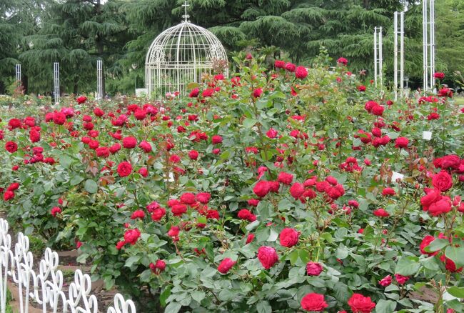 鶴舞公園のバラ園の紹介の締め括りです。早春の花から始まって、長い期間連続的に花を楽しむことが出来る鶴舞公園ですが、バラが終わりに近づき、次は花菖蒲やアジサイの季節への変わりの時期です。その状況も少し紹介しておきます。ここ数年、気掛かりだったのが鶴舞公園と庄内緑地公園の花菖蒲の荒廃です。同じ管理者ですが、共通項目は手入れ不足、鶴舞公園の水質悪化・水量不足のように思えます。