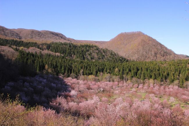 ◆裏磐梯～桜峠の絶景オオヤマザクラ