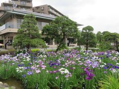 堀切菖蒲園の花菖蒲