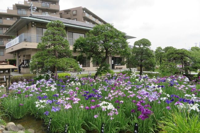 東京の緊急事態宣言は、6月20日まで延期となりましたが、博物館などの入場制限も一部緩和されましたので・・・・<br /><br />出掛けてきたわけではありませんが、見頃を迎えているようなので、堀切菖蒲園の花菖蒲を見に出かけてきました。<br />