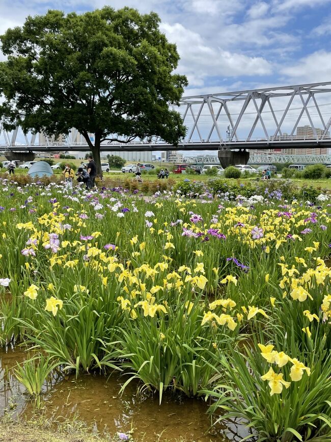 またまた、花を探しに夫と自転車で。