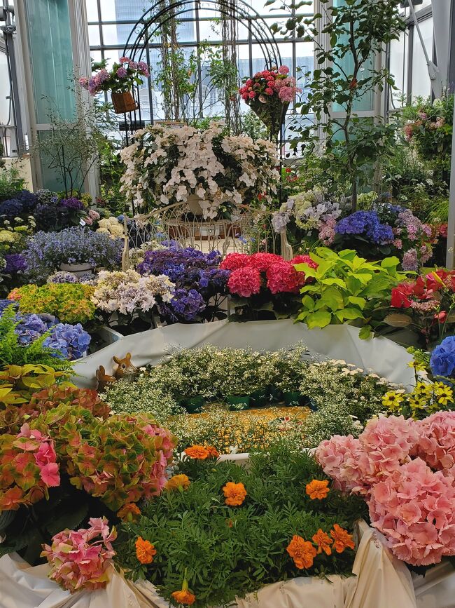 昨年はオープンしなかった、ファンケルビルの銀座の空中庭園、紫陽花バージョン、今年はオープンしているというのて用事がてら見に行った。だって無料だもん。以前に比べるとお花の量が減って若干、豪華さに欠ける感じだったけど、企業も苦しいこの時世でオープンして下さったことに感謝。