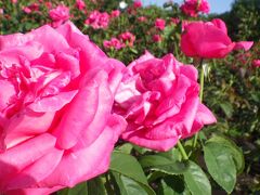 ハナショウブ＆薔薇　鶴舞公園その他