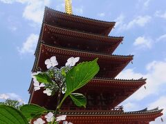 高幡不動の紫陽花。晴れたときに。