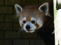 レッサーパンダはかわゆい !!! 鹿児島市平川動物園