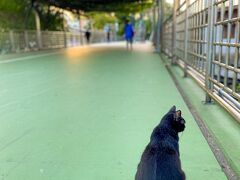 朝の散歩でLumphini-Benjakitti Park Green Mileへ