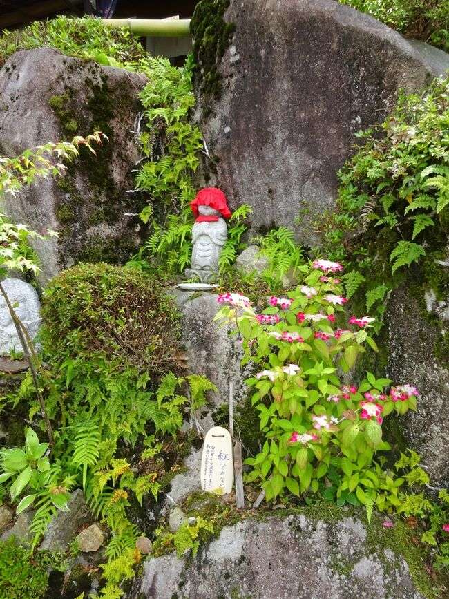 紫陽花祭りには早かったのですが、もう咲いているはずと思い、人混みを避けて今日行くことにしました。<br />ここは果子乃季というお菓子屋さんの工場の裏山。紫陽花が綺麗でした。<br />たくさんの種類が植えてあって、散歩道も整備されていて、鶯の啼く中ゆっくりと楽しむことが出来ました。お祭は11日から27日ということで、開催前のぼちぼちの人出でよかったです。<br />帰りにお店に立ち寄り、プリンと塩豆大福を購入。車の中でおやつタイムにしました。