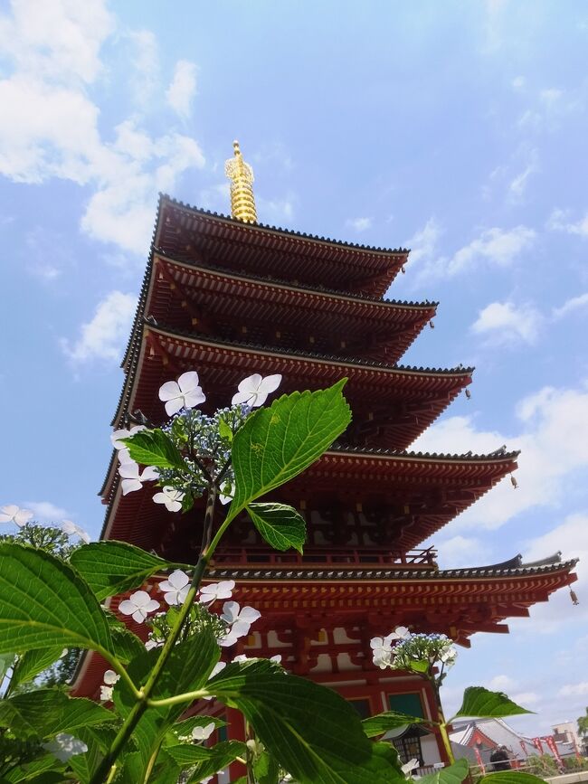 紫陽花は雨が似合う、とはいいますが、お日様の下もきれい。<br />前者は情緒、後者は視覚、と別の感覚だから両方ありです。<br />曇りときどき雨だったのですが、みるみる晴れてきました。<br />高幡不動の紫陽花は少量多品種。<br />山あじさいが主で派手さはないですが、楚々とした美しさがあると思います。<br />