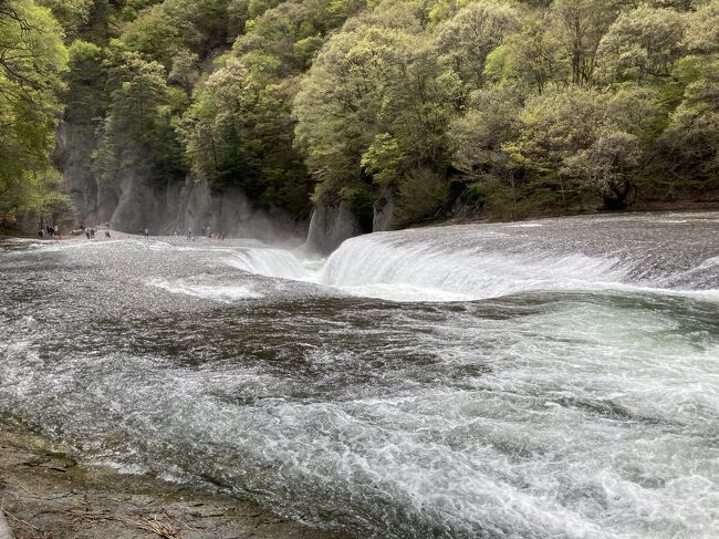 ご覧いただきまして、ありがとうございます。<br /><br />2泊3日で群馬、栃木を車でまわりました。<br /><br />1日目～群馬県沼田市<br />玉原湿原、十二沢<br />玉原ダム<br />湯葉すくい体験<br />吹割の滝<br />老神温泉<br /><br />2日目<br />薗原ダム<br />草木ダム<br />八王子山公園<br />あしかがフラワーパーク<br /><br />3日目<br />佐野厄除け大師<br /><br />こちらでは1日目、湯葉すくい体験と吹割の滝観光をご覧ください。