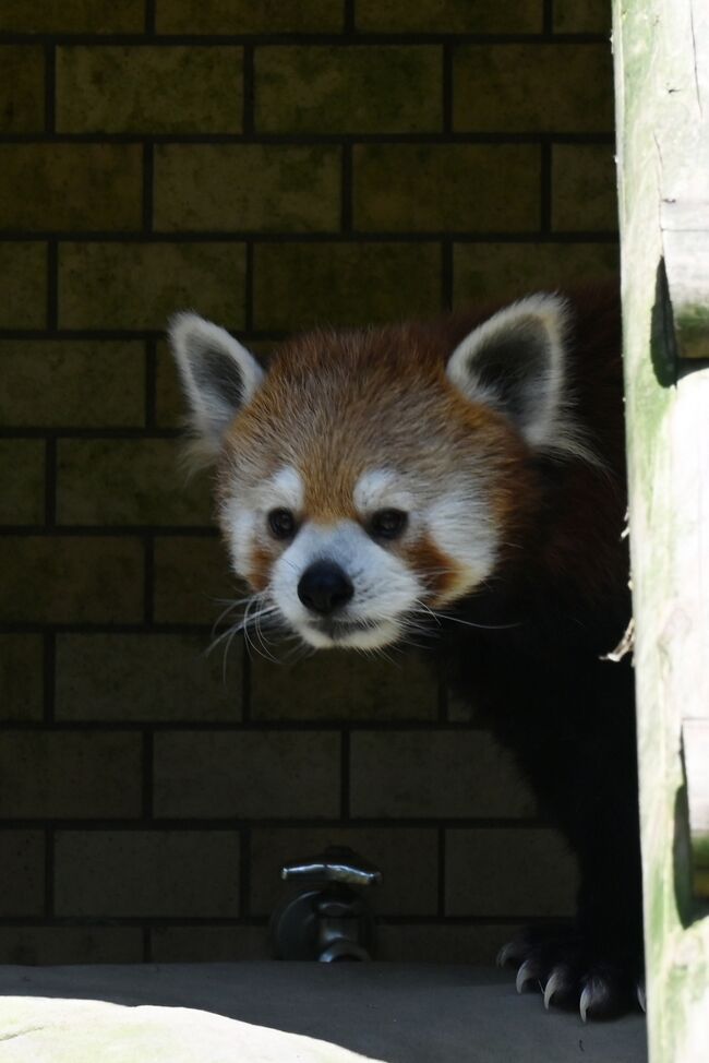 暑くなる前にレッサーパンダに会いたいと鹿児島市平川動物園に来ましたが、昨日も今日もなんと30度越え、コリャーいけん。室内放飼場に風美（フウミ）ちゃん、屋外放飼場付きの部屋にメロディちゃんとスバルくんが生活しています。案の定、昼からは屋外放飼中止になりました。ところでここ平川動物園はとても雄大です。広大な敷地内を無料バスが走り回っています。単純に檻だけの処も在りますが地形を利用して立体的に見える工夫も凝らしており、大変良い楽しい動物園です。特にマグマシティらしいのが入場口近くの足湯場、足湯でホッコリしながらアフリカの草原ゾーンが見物できます。それに桜島が見え景色がなんとも素晴らしい。なんも問題ナカ、オイドンにまかしんシャイと、おおらかな気持ちになれる素晴らしい動物園でした。