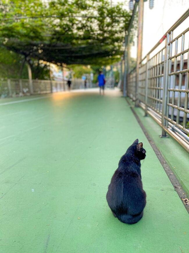 この日は、以前行った事のあるLumphini-Benjakitti Park Green Mileに行って見た。１時間ほどの散歩だが、運動にもなるし観光気分も味わえて楽しい。<br /><br />以前の旅行記：１１月で閉鎖されるファランポーン駅からいつもの街歩き<br />https://4travel.jp/travelogue/11676317<br />