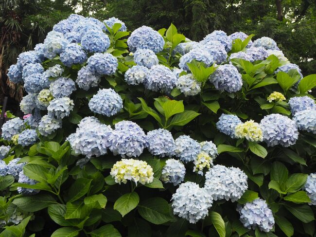 飛鳥の小径の紫陽花が見頃になりました。