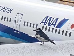 ボクは自由に空を飛べるけど君はコロナで。。ANA君も早く世界を自由に飛べる日が来ると良いね.。o○