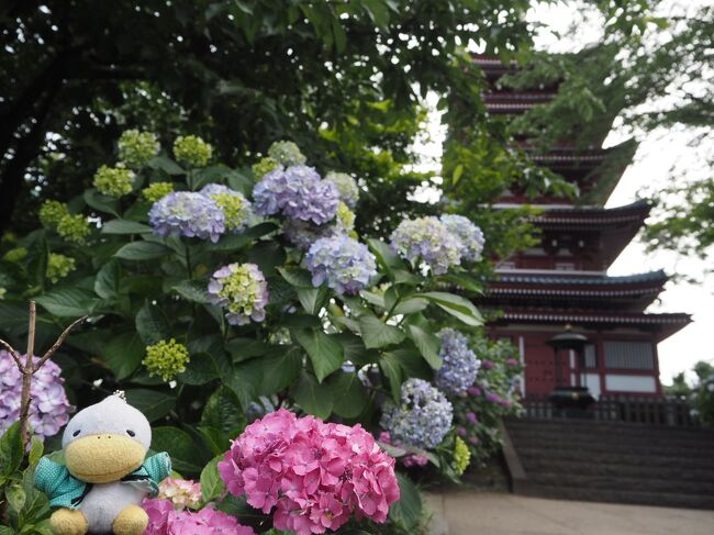 新高円寺駅近くの日蓮宗妙法寺と松戸市の本土寺に紫陽花を見に行きました。いずれも日蓮宗のお寺でした。