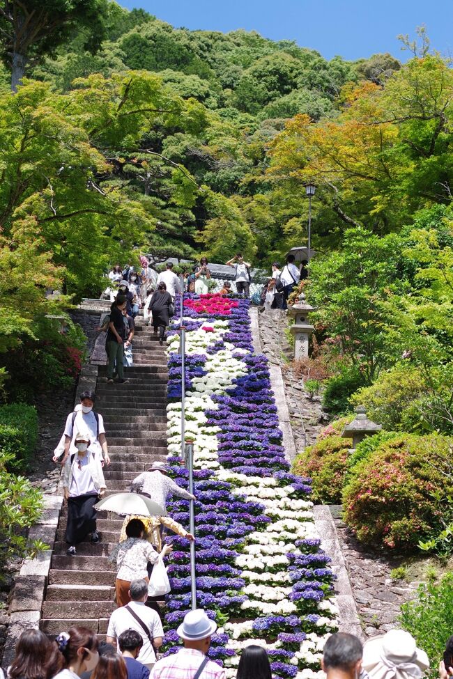 龍、現る　紫陽花寺の三室戸寺 2021.6.6