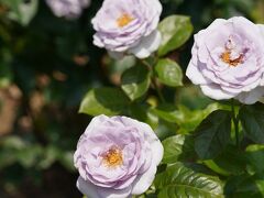 20210608-1 京都 梅雨時の京都府立植物園、其の一は薔薇園