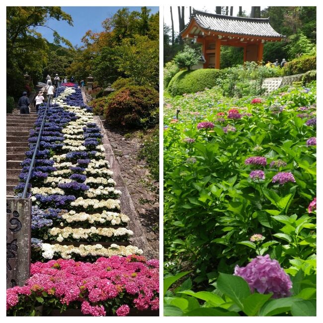 三室戸寺の本堂に続く60段の石段に<br />紫陽花で赤い目の白龍がコロナ終息と景気回復を願って<br />6/1～10日頃まで昇龍と宝珠を表現されるとの情報を得て<br />祈願に出掛けました。<br /><br />この日は真夏日となりステイホームに慣れきった身体には<br />応えました<br />熱中症にも気をつけなければなりません<br />紫陽花も可愛い姿を見せてくれましたが<br />心なしか項垂れてる様子です<br /><br />※昇龍は鉢植えの紫陽花<br />　赤い紫陽花60鉢<br />　白、青の紫陽花　各々270鉢<br />　で表現とのことでした<br /><br />