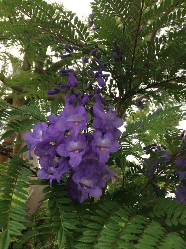 熱海のジャカランダと花火 熱海 静岡県 の旅行記 ブログ By フィーコさん フォートラベル 熱海のジャカランダと花火 熱海 静岡県 の旅行記 ブログ By フィーコさん フォートラベル