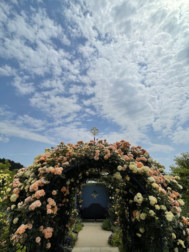 中之条ガーデンズ 薔薇満開 そしてエーデルワイスの咲く丘へ 中之条 群馬県 の旅行記 ブログ By B Bさん フォートラベル