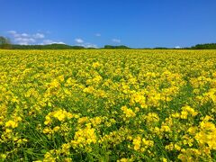 安平町の菜の花畑 2021