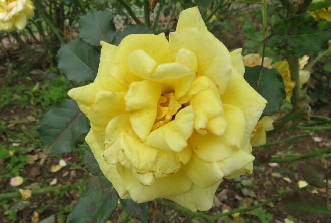 2021初夏、庄内緑地公園のバラ(2/10)：マチルダ、ブライダル・ホワイト