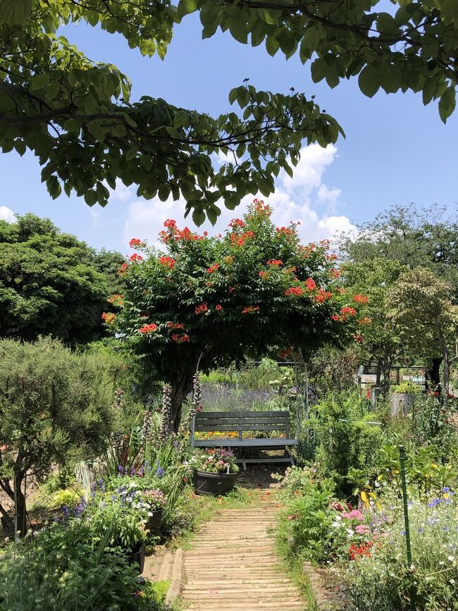 東京散歩　季節の花とアート、そしてイタリア