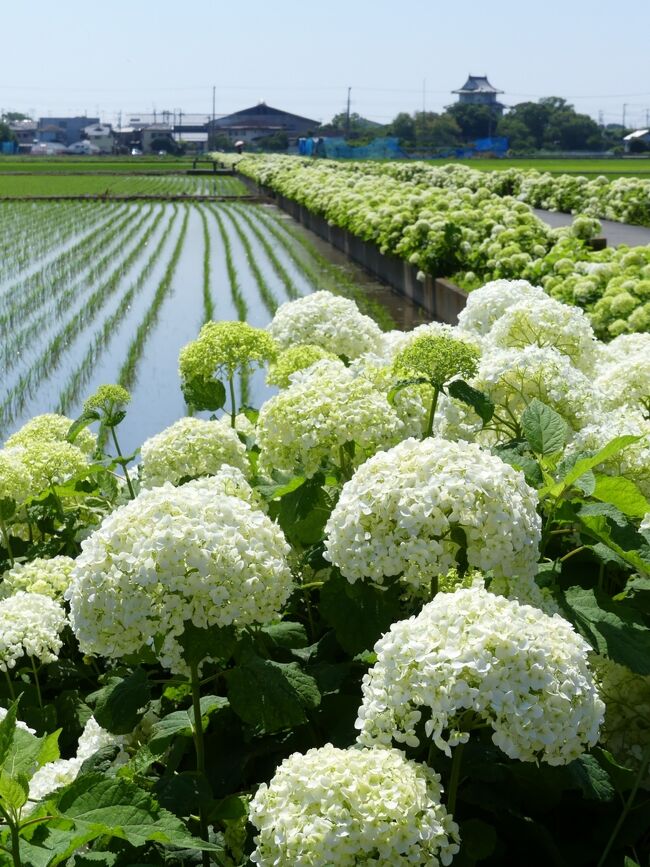 埼玉県加須市の「騎西あじさいロード」と「騎西城跡」へ行って、アジサイを見てきました。<br /><br />「騎西あじさいロード」は、「騎西総合公園」と「騎西城跡」の間の田んぼのあぜ道です。400m余の道の両側に、白いアジサイが咲き続いています。<br />「騎西城跡」には、天守閣を模した「郷土史料展示室」があり、その周囲にアジサイが咲いています。<br />どちらのアジサイも開花進行中、ほぼ咲き揃っていて見頃が始まっていました。