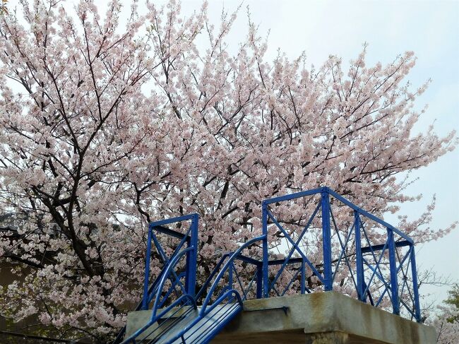 　西岐波にある小学校に行ってみました。<br />昔…私が通っていた学校です。<br />卒業して・・・・半世紀・・・。<br /><br />　建物は新しく変わっています。<br />当時運動場に大きな桜がありました。<br />今もありますが、あの時私が見た桜？<br />もう何十年もたっており、まだ残っているのかな？？？と思いました。<br /><br />　帰りは床波の海を見ました。