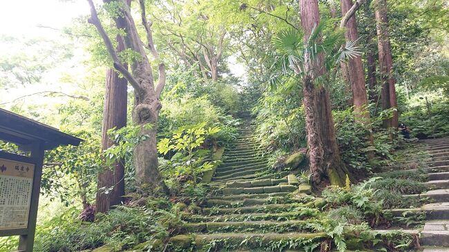 鎌倉に瑞泉寺の『苔の階段』とアジサイを観賞のため観光。JR鎌倉駅から瑞泉寺までの往復の間に色々な観光スポットと鎌倉のアジサイに出会いました。<br /><br />写真の枚数は多いですが、主にアジサイの写真ですので流し読みしてお楽しみ下さい。<br /><br />スケジュールは次のとおりです。<br /><br />13:30 鎌倉駅に到着<br />13:40 小町通り<br />13:50~14:25 ランチ <br />14:30 鉄の井、鶴岡八幡宮<br />14:45 源頼朝公顕彰碑、白幡神社、<br />15:05 永福寺跡<br />15:15 瑞泉寺<br />15:30~15:50 瑞泉寺庭園<br />16:20 杉本観音前<br />16:30 浄妙寺<br />16:40 歌の橋、二階堂橋、荏柄天神社(えがらてんじんしゃ)<br />16:50~17:10カフェ休憩 お店「おりぜ」<br />17:25 鶴岡八幡宮<br />17:50 小町通り<br />17:55~18:40 夕食 お店「キャラウェイ」<br />18:55 JR鎌倉駅<br />