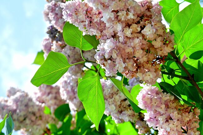 最近ひま婆が公園に行きたがる。花を見て公園のＨＰや<br />Ｇｏｏｇｌｅ・ｌｅｎｓで名前を調べるのが楽しいようだ。<br />ひま爺は花音痴なので、写真が上手く撮れればいいかなって<br />程度であまり興味が湧かない。<br />ぱっと見て名前が分かる花は20種類もあるだろうか・・<br />でも家にばかり籠っていても筋肉衰えるのでお付き合いしました。<br />