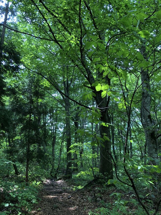 現在25件が登録されている日本の世界遺産ですが、最初に登録されたのは平成5年（1993年）と比較的最近（私の感覚）です。<br />当時は、世界遺産って何？ぐらいの見方でしたが、じわ～と人気になりましたね。<br />平成5年に登録されたのは、 法隆寺地域の仏教建造物（奈良県）、姫路城（兵庫県）、屋久島（鹿児島県）、白神山地（青森県・秋田県）の4件でした。<br />白神山地は、秋田県北西部と青森県南西部にまたがる約13万haに及ぶ広大な山地帯の総称です。世界最大級のブナ原生林を中心に多種多様な動植物が生息・自生する生態系が残っています。<br />世界遺産地域は、核心地域と緩衝地域に区分されていますが、このうち青森県側の核心地域は既存の歩道と27の指定ルートを利用した登山等により入山可能です。ただし人の手を加えないことが決まっているため、自己責任で入山することになります。<br />今回、太宰治の「津軽」に触発されて龍飛崎を見に来た私ですが、津軽に来て白神山地を外すわけにはいきません。時間の制約がありましたが、ブナ林の空気を十分に吸い込みました。 <br /><br />1日目／大宮駅から東北新幹線で新青森駅へ、レンタカーで竜飛岬を目指す。<br />2日目／竜飛岬から日本海側を南下して、つがる市、五所川原市を経て津軽中里へ。<br />3日目／太宰治が生まれた金木を散策、弘前城へ。<br />4日目／世界遺産・白神山地を歩き、岩木山神社に参拝。青森市へ。<br />5日目／青森市内、世界遺産候補・三内丸山遺跡を観光。帰宅。<br /><br />コロナ禍のため、帰宅後2週間以上経過し感染していないことを確認してから旅行記を公開しています。