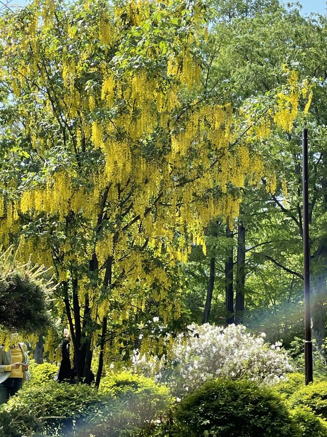 2021.6　札幌市内の公園花巡り…藤・ライラックが満開だ～！