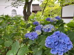 初夏の京都でアジサイ巡り!【1】梅宮大社と真如堂+哲学の道でモフモフ