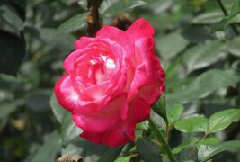 2021初夏、庄内緑地公園のバラ(6/10)：緑光、マリア・カラス、メルヘンツァウバー