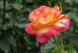 2021初夏、庄内緑地公園のバラ(10/10)：パスカリ、ラヴ、朝雲、ラ・パリジェンヌ