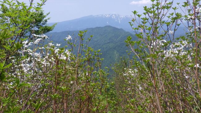 今週の天気予報は晴れが多く雨なし。警戒宣言下、県外移動は自粛だが人の少ない山ならば反って名古屋に居るよりは安全化かも？　昨年秋に予定していた越後駒ヶ岳と八海山に・・・　越後駒ヶ岳の登山口手前の駒の湯山荘に前日、２泊予約しましたが登山口枝折峠までのＲ３５２号は駒の湯山荘までで冬季通行止め入れず（ガードレールの取り付け中との事）急遽唐松山に登ることに。宿は電気なし(一部自家発電）スマホは電波届かずネット使えず情報えられず、カーナビ頼りに迷いながら登山口にたどり着く。急登続きの藪漕ぎありの1000m足らずの山でしたが展望は素晴らしく満足の山でした。