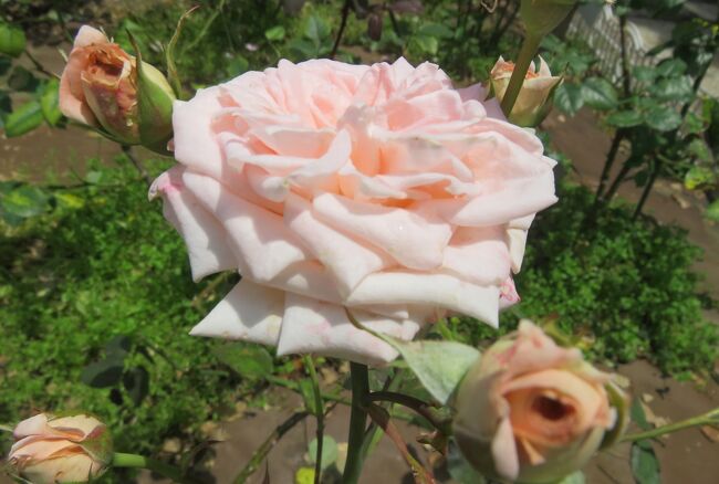 2021初夏、庄内緑地公園のバラ(5/10)：ダイアナ・プリンセス、ニューサ