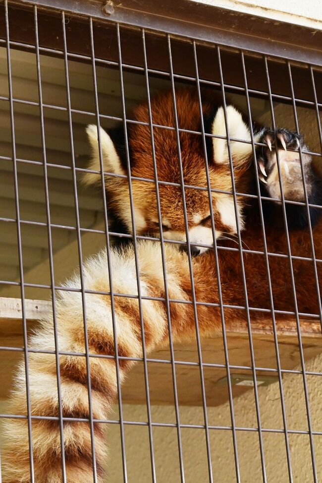 昨日は動物園終園近くに入ったので今日は早くから姫路城に行き時間を潰し、開園と共に入りました。朝食にも間に合いました。ひなたくんは飼育員さんにスリスリして貰いながら、のんびりリンゴを食べていました。その姿はとてもホノボノする光景でした。