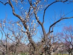 花探し【茨城（千波公園と偕楽園・Senba & Kairakuen parks）編&#917763;】