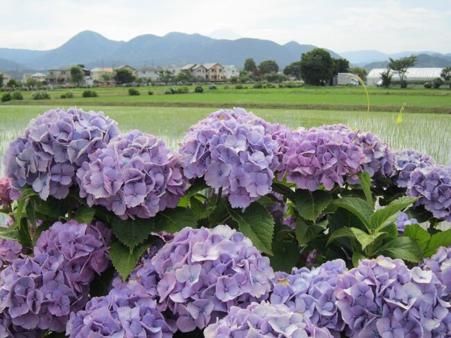 神奈川県開成町の「あじさいの里」を観にGO!
