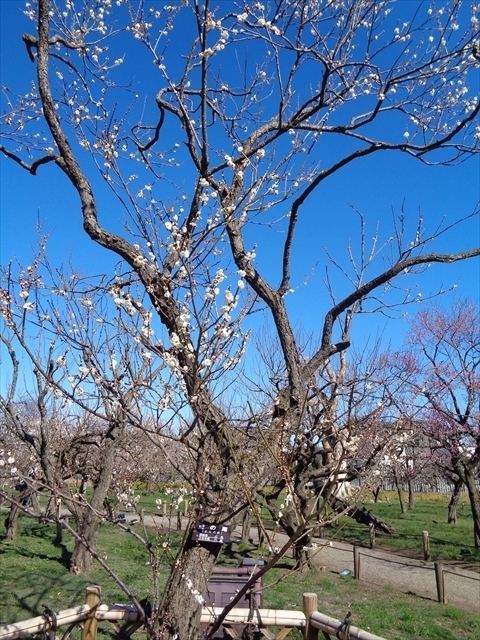 花探し【茨城（千波公園と偕楽園・Senba & Kairakuen parks）編&#917763;】