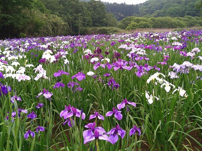 枝川内あじさいランドの紫陽花・神楽女湖の花菖蒲・耶馬渓の蛍を愛でに折戸温泉に泊まりに行く