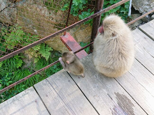 6月13日湯田中渋温泉郷にある、地獄谷野猿公苑に行って来ました。<br />温泉に入る猿で有名なところですが、この時期は暑くて温泉に入る猿はいません。<br />ただ出産後のため、小さな小猿が見れたりします。<br /><br />地獄谷というだけあり、猿の他にも、噴泉やブナの林に囲まれた素敵な渓谷なども見れます。<br /><br />11時過ぎに長野駅東口の自宅を出発しました。