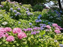 紫陽花求めて鎌倉へ♪～2日目(1)、長谷寺・光則寺～