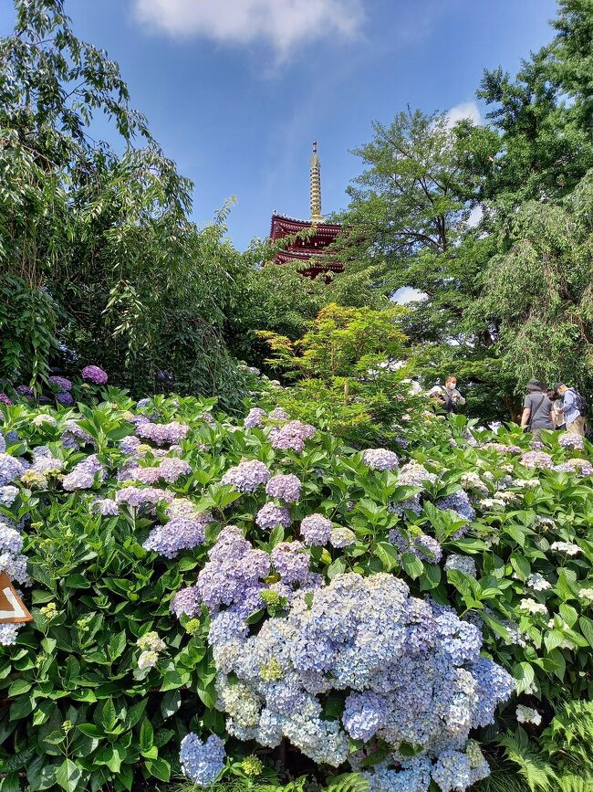 先日の雲昌寺はあじさい開花には早かったけど、関東なら咲いてる？<br />連日の真夏日だしと検索してたら<br /><br />4トラの関東近郊にあるあじさいの名所15選。<br />https://4travel.jp/magazine/flower/00083#page9<br /><br />で神奈川は絶対混みそうだし、千葉なら！<br />北小金井の本土寺を訪れることにしました。