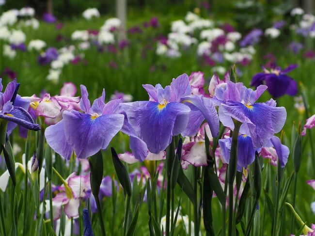 6月4日から都立庭園が予約制になって再開したので、再開後の週末、小石川後楽園に花菖蒲を見に出かけてきました。また別の日、近くで用事があったついでに、白山神社でちょっとだけ紫陽花を見てきました。季節の花として一つの旅行記にまとめてみましたので、よろしければご覧ください～！